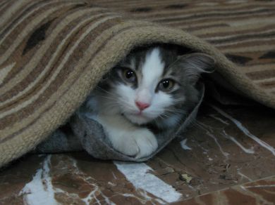 peppiniello detto pippo