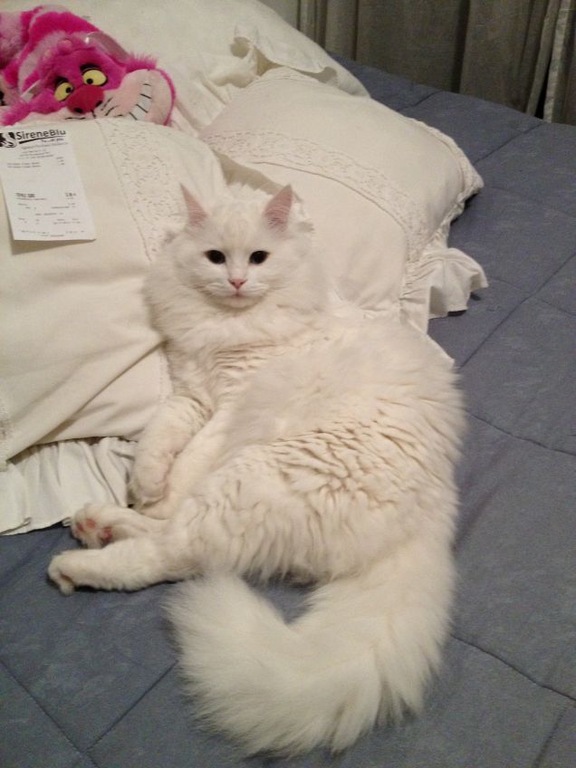 Gatto in poltrona :-)