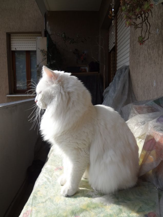 Il mio hobby preferito