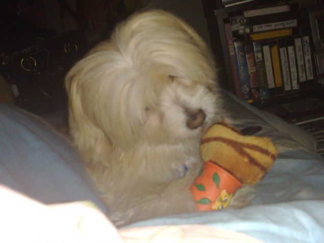 guai a chi gli tocca il suo osso