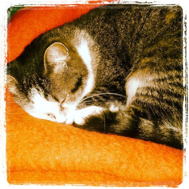 Chi dorme non piglia pesci!