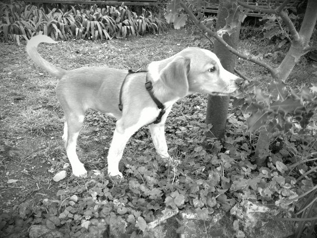 adoro annusare i fiori