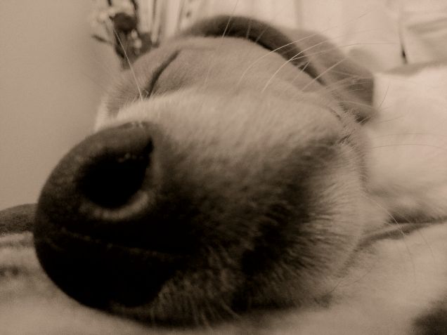 il mio nasone tutto umido