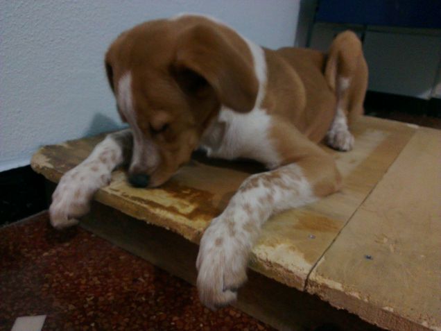 dicono che sembro un tacchino