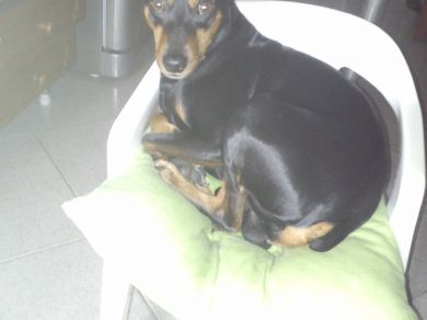 Nembo Di Fontegrillo