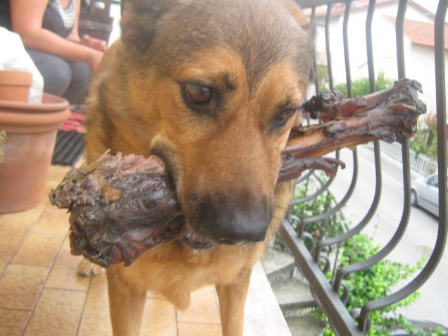 mi hanno regalato lo stinco del cervo!!