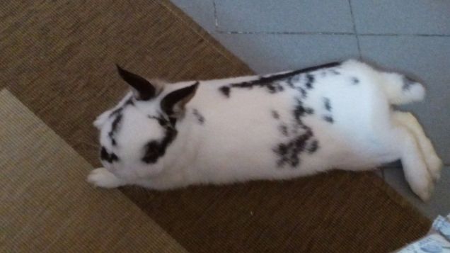  la mia bellissima macchia