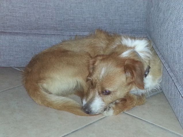 una cucciola cucciolosissima!