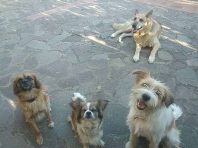 L'allegra famiglia vi augura Buon Natale!!