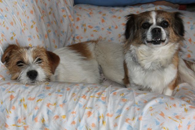 Blitz e nonna  Peggy