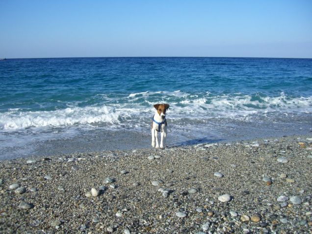 Tiger a mare...dopo il bagno