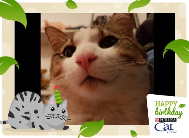 Seth il mio Amore #happyBirthdayCatChow