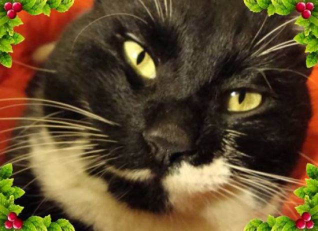 Ciak detto Er Pantera :3