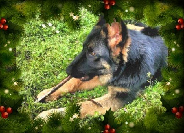 Aras e il legnetto preferito