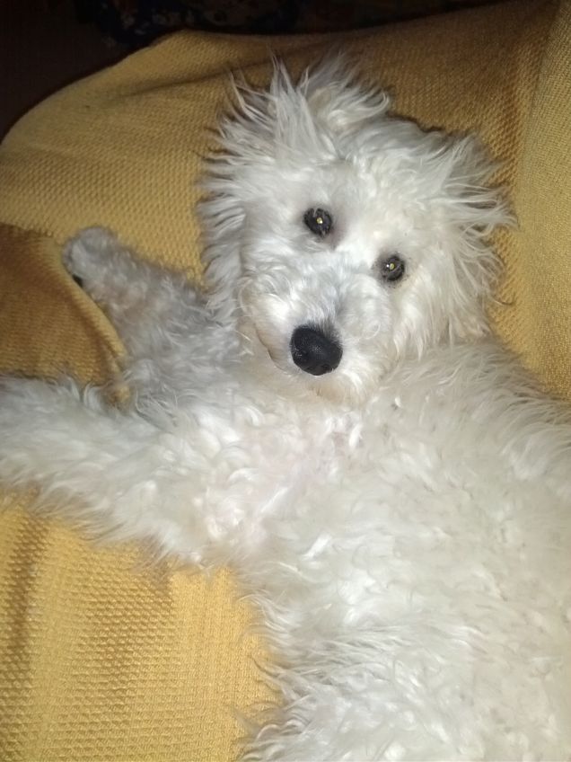 Cucciolì buongiorno