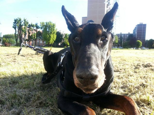 un cucciolo coccoloso