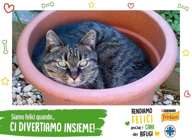 Trilli e i vasi: una storia d'amore