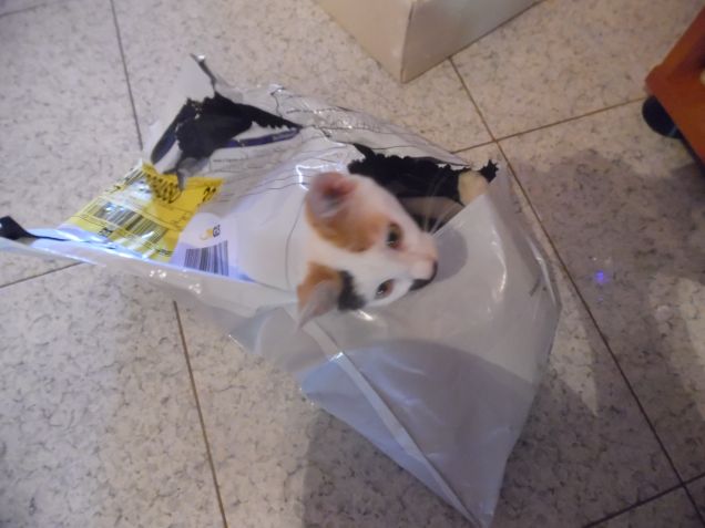 LA MIA PICCOLA PESTE