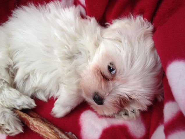 Mimì, la mia palletta di pelo a 2 mesi