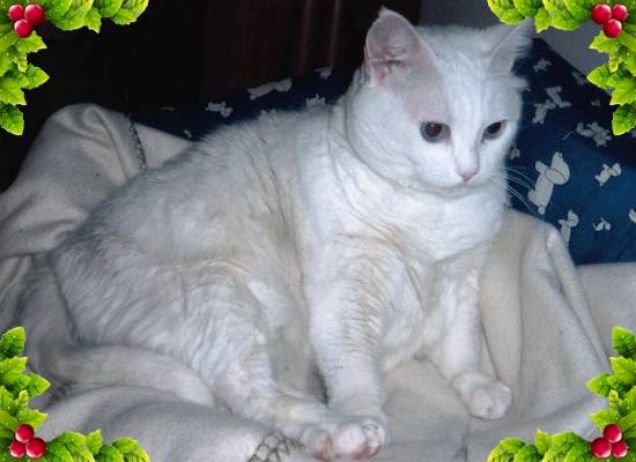 Candida come la neve!!