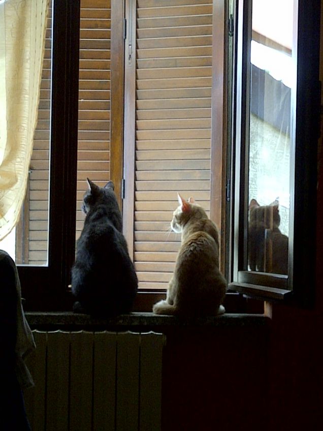 Belli i miei bambini!