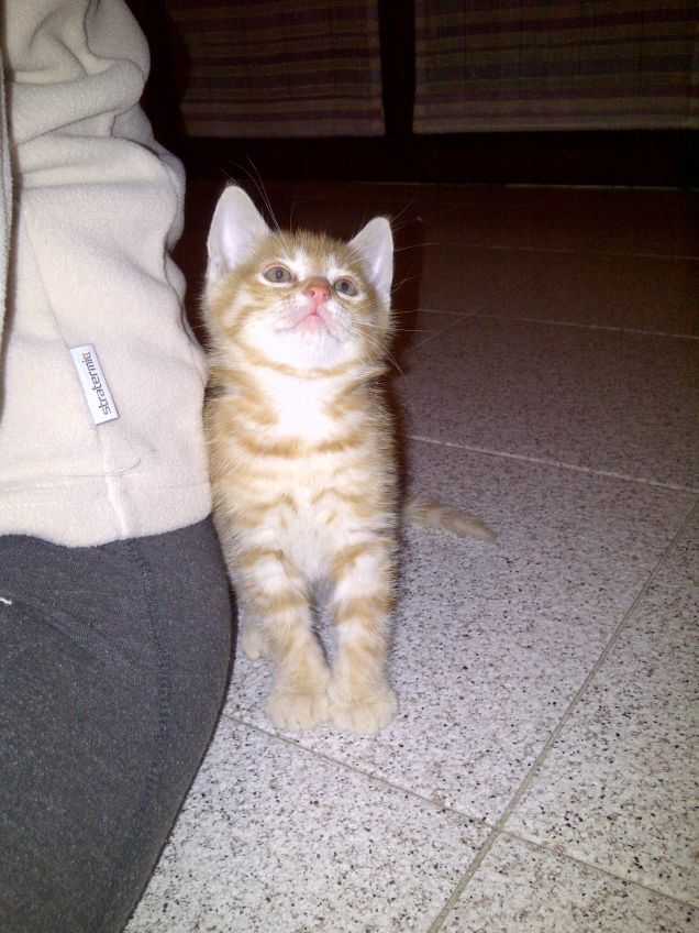 Il mio piccino Honey appena arrivato a casa :)