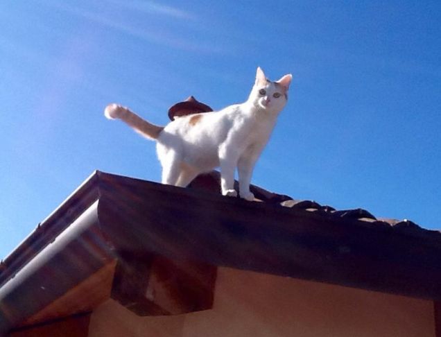 IL GATTO SUL TETTO CHE SCOTTA