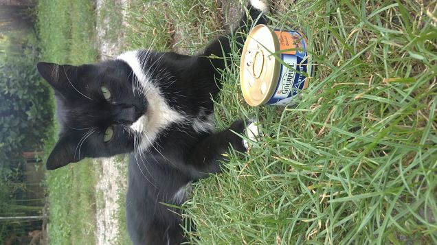 Micia