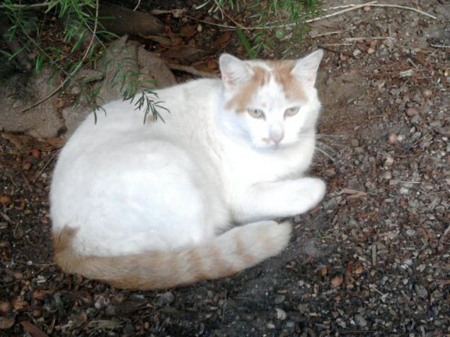 Da carota con amore :)