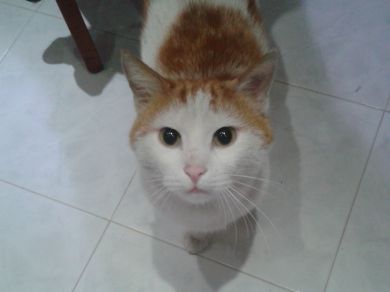 Romeo