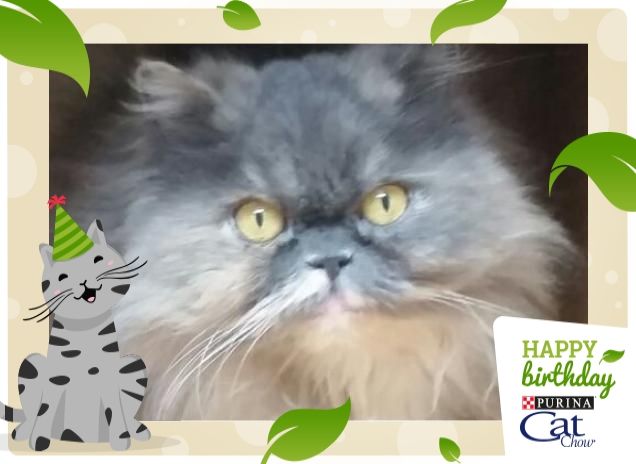 Buon compleanno Tiffy!