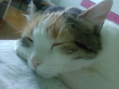 PIERINA