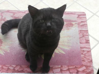 micio