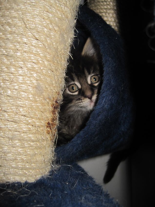 Cucciola nel tiragraffi