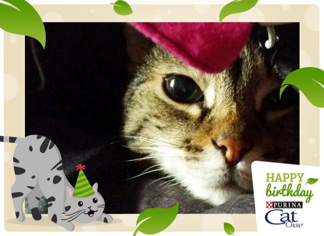 Tanti auguri morbidosi da Mayla! #HappyBirthdayCatChow 