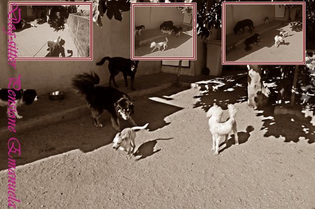 Relax pomeridiani...Pallino Rudy Sam Kjra e Furia