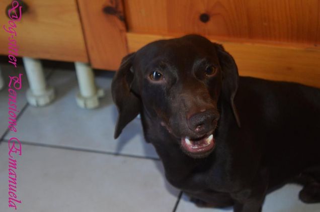 Come osi dirmi ciò?!La pagherai cara,parola di bassotto...Arturo