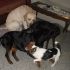Dog-sitter e pensione per cani di tutte le taglie