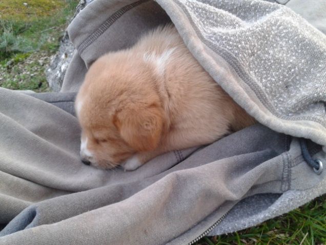 Riposino pomeridiano