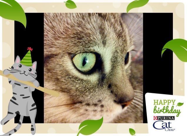 Mac .... occhi di gatto!