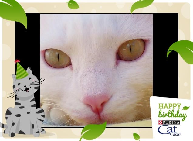 Whity .... occhi di gatto!