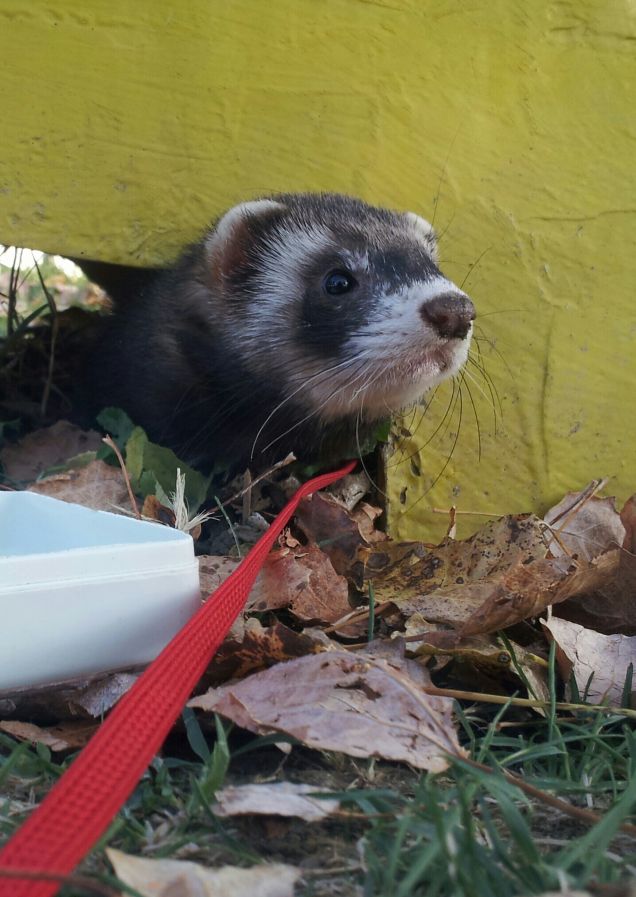 Mi nascondo sotto lo scivolo