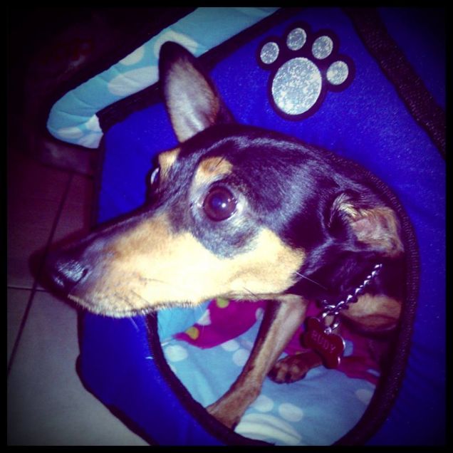 eccomi qua sono rudy