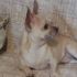 chihuahua maschio