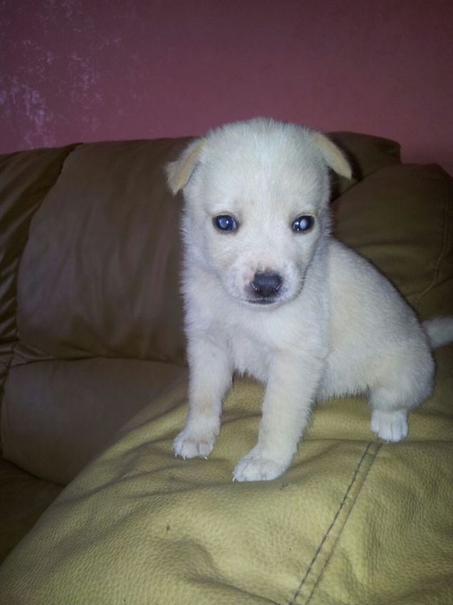 salve  il mio piccolo cucciolo