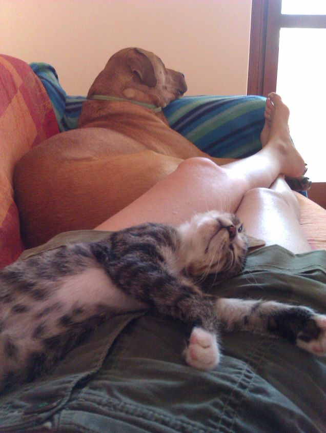 pennichella pomeridiana