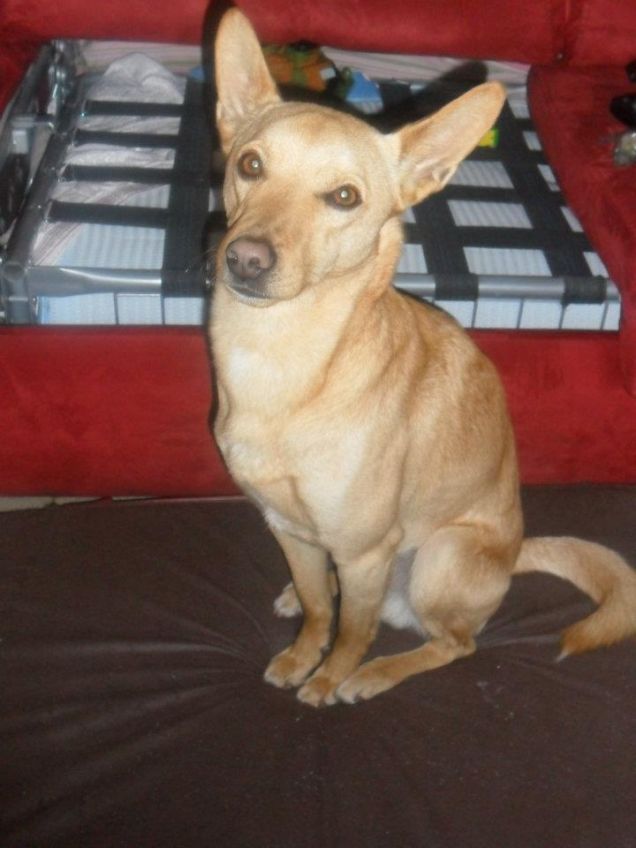 scupidoo combinaguai