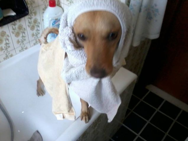 orecchie di prociutto 