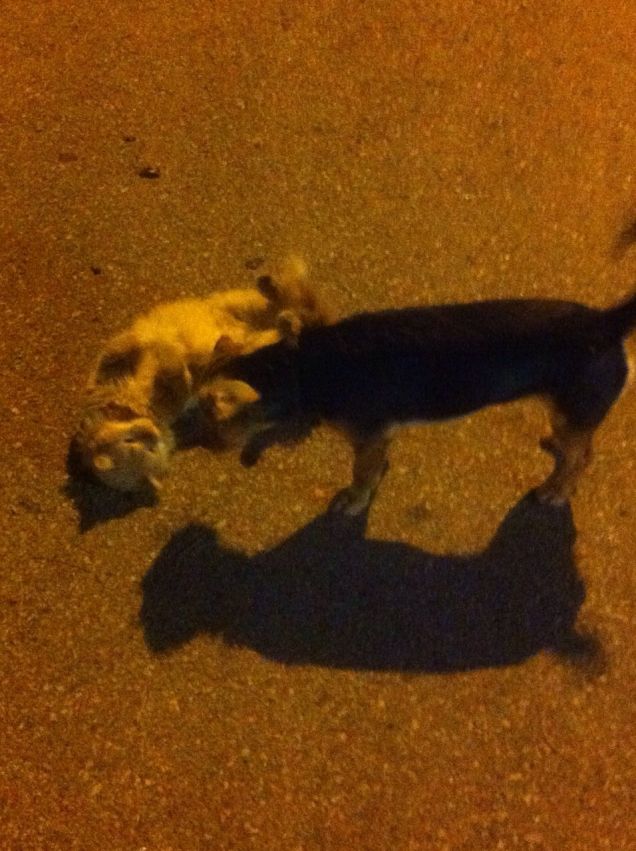 nuovi trovatelli in famiglia