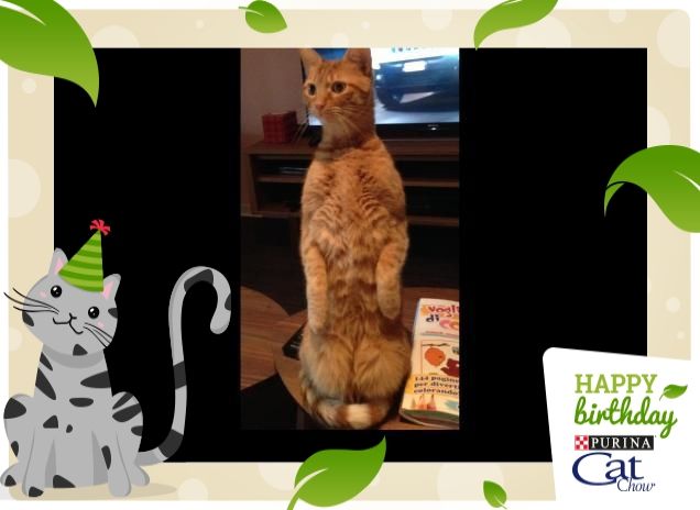 Matto matto come un gatto